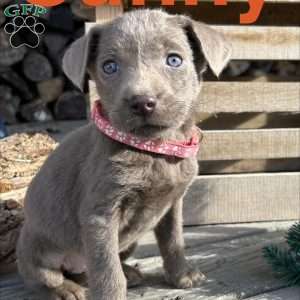 Sunny, Silver Labrador Retriever Puppy